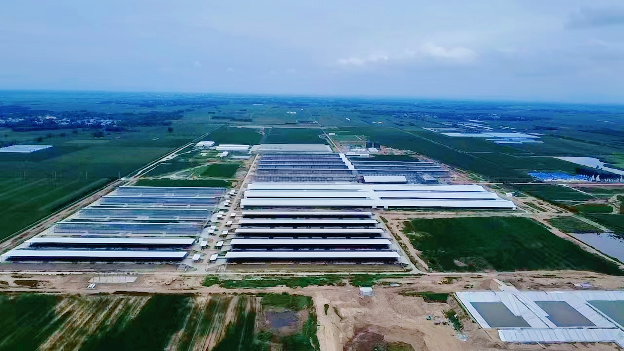 中建装置承建的河北省沧州市献县优然牧业3万头奶牛草场演示项目全面封顶